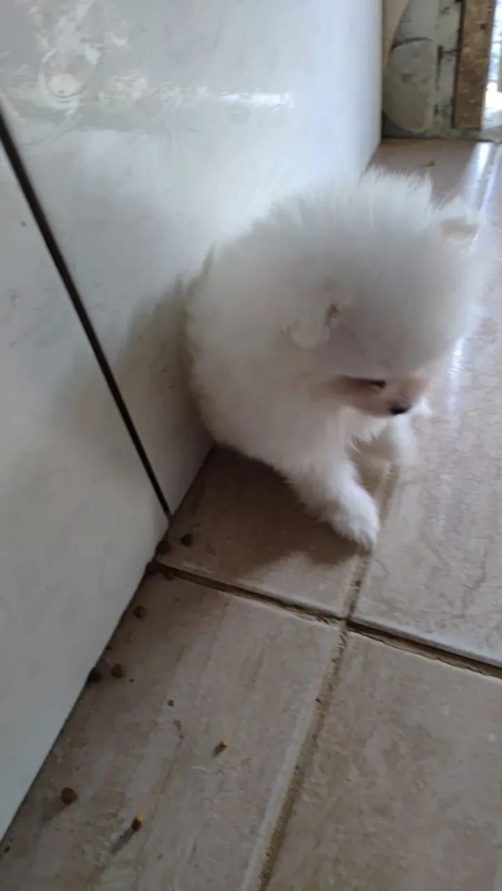 Vendo lulu