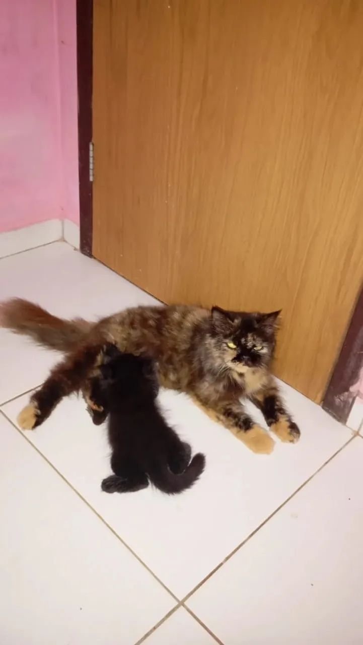 gato persa macho  - Foto 2