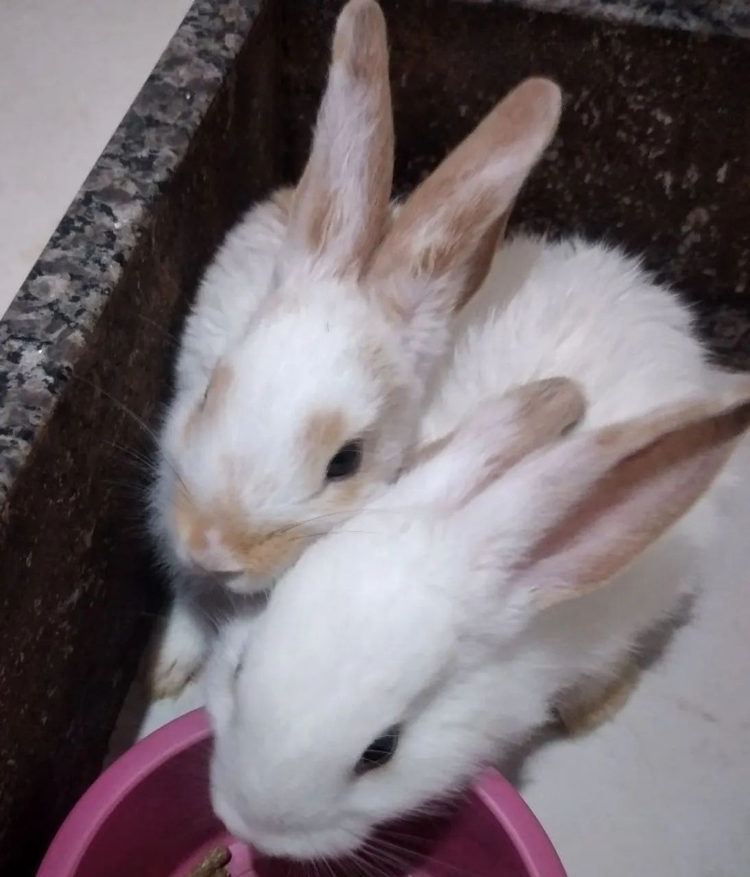 Selling a bunny.64962189259778120