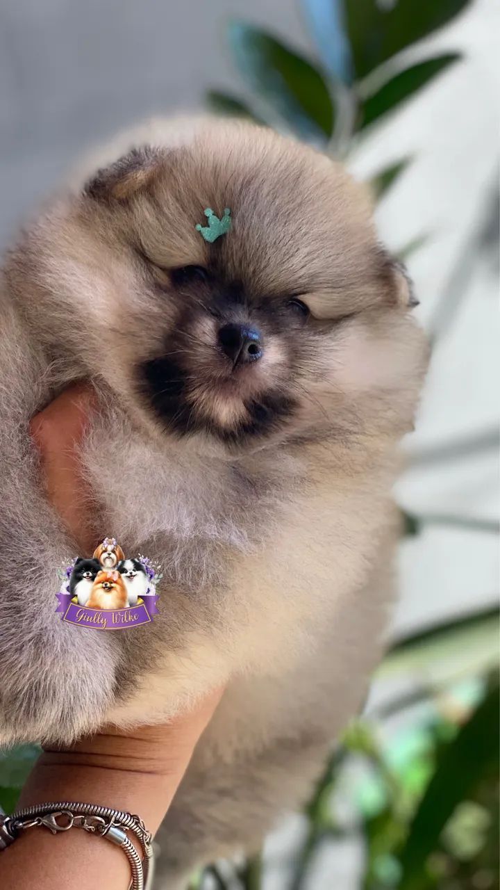 Spitz Alemão com pedigree  - Foto 3