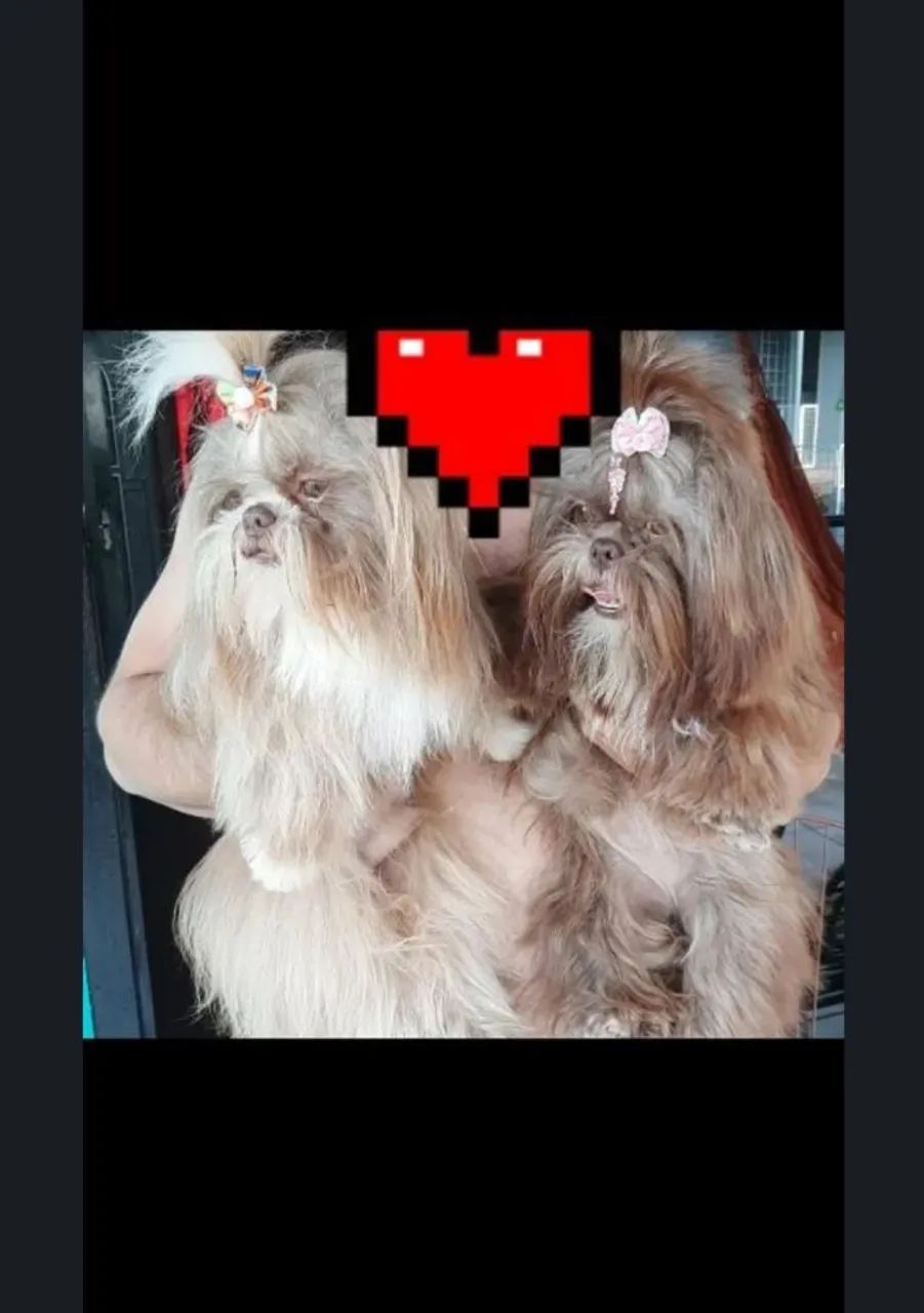 Shih tzu 