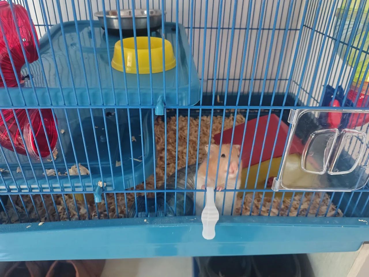 HAMSTER E DUAS GAIOLAS COM TUBOS E UMA RODA