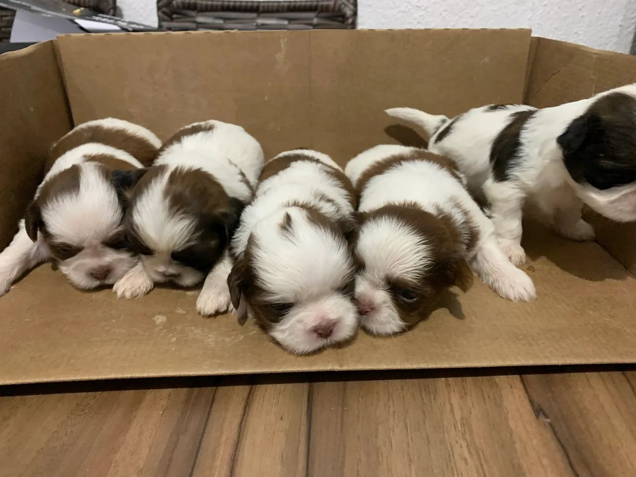 Filhotes Machos de Shih Tzu - Foto 2
