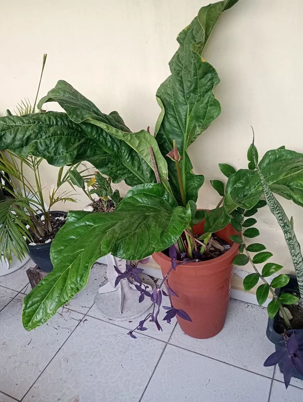 Lindas plantas naturais - Foto 4