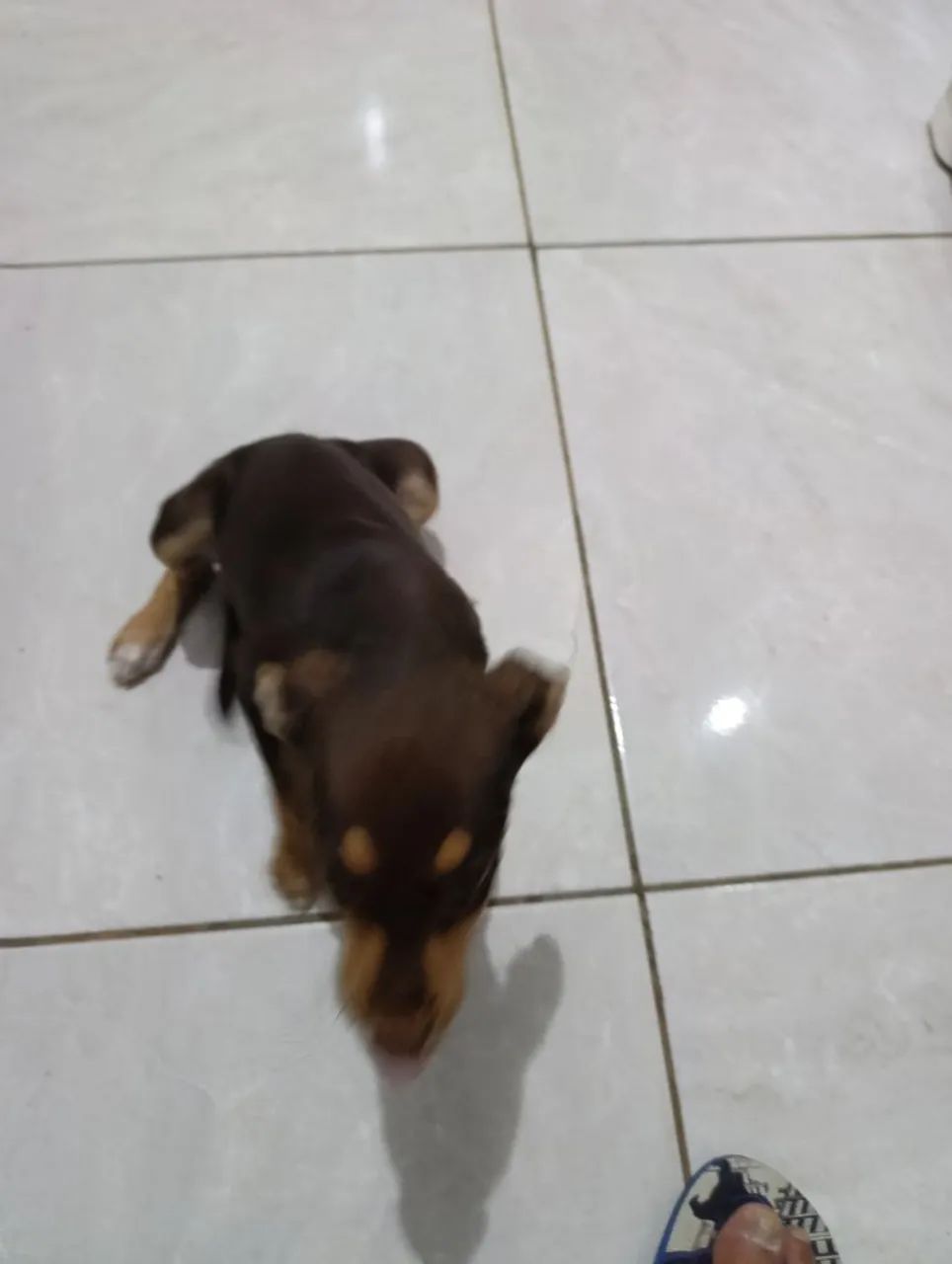 Cachorro  - Foto 2