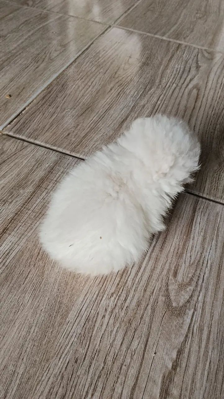 Lindo bebê lulu