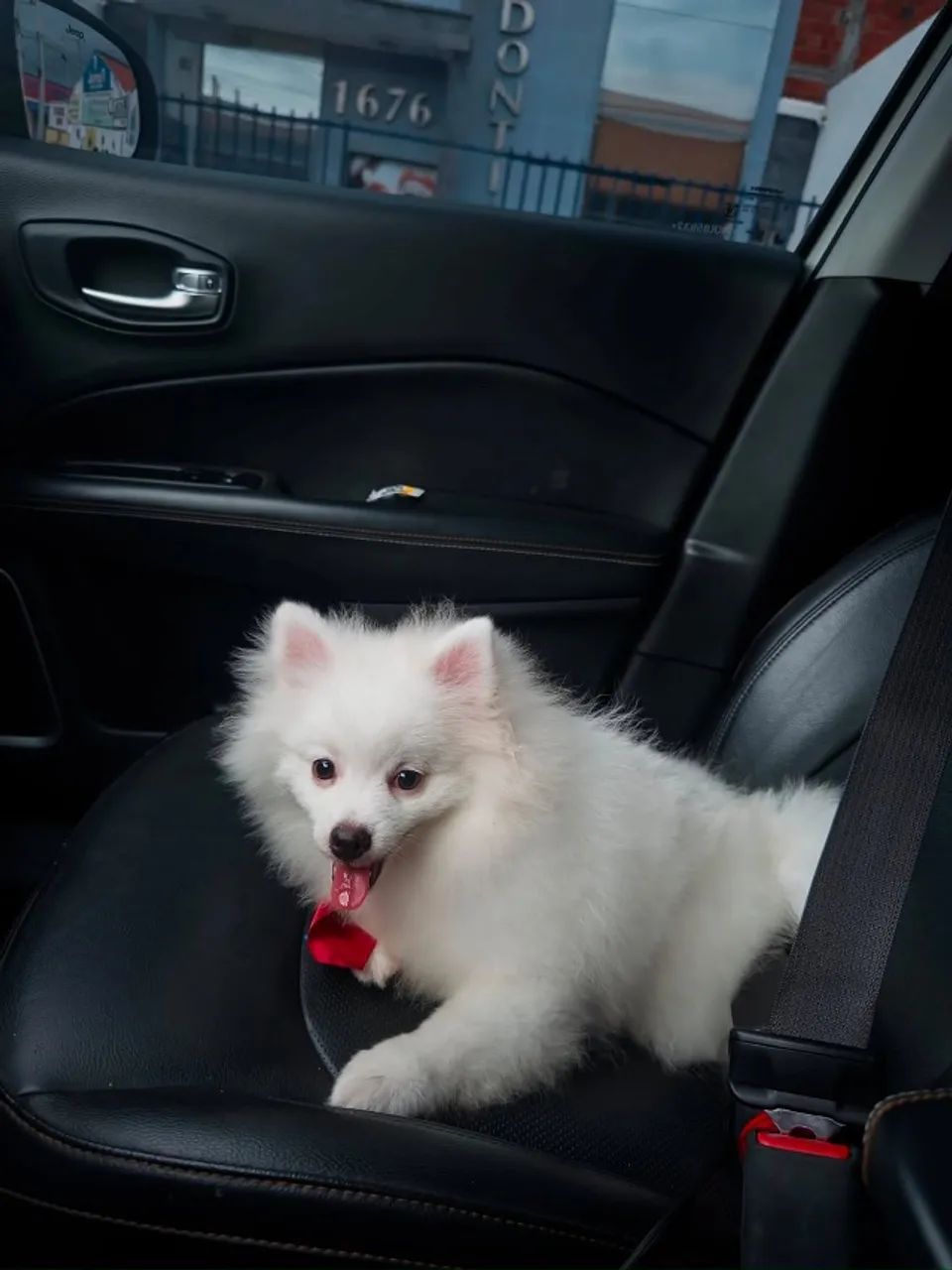 Spitz macho  - Foto 2