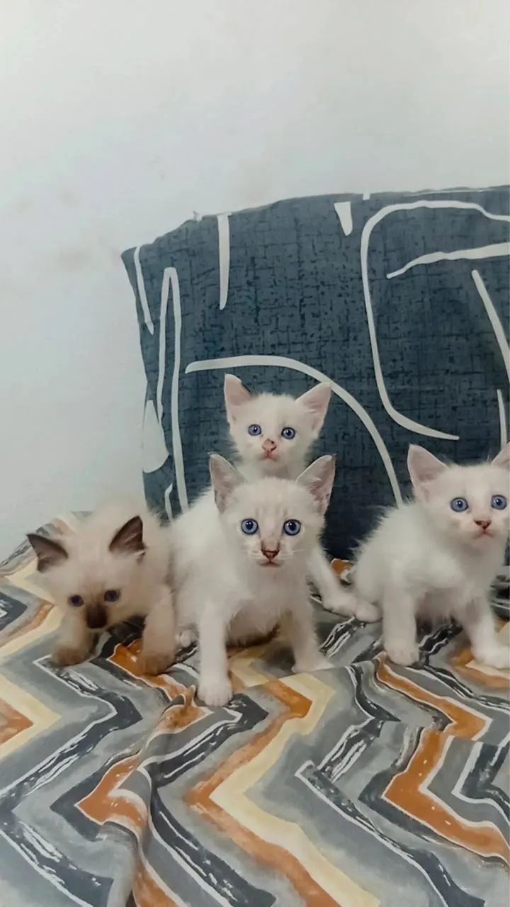 Lindos filhotes para adoção 