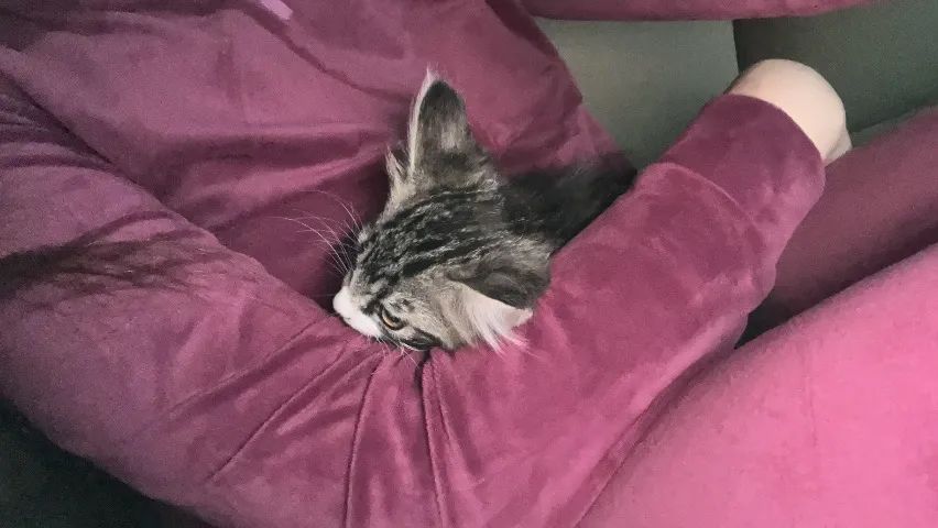 Doa-se gatinha  - Foto 5