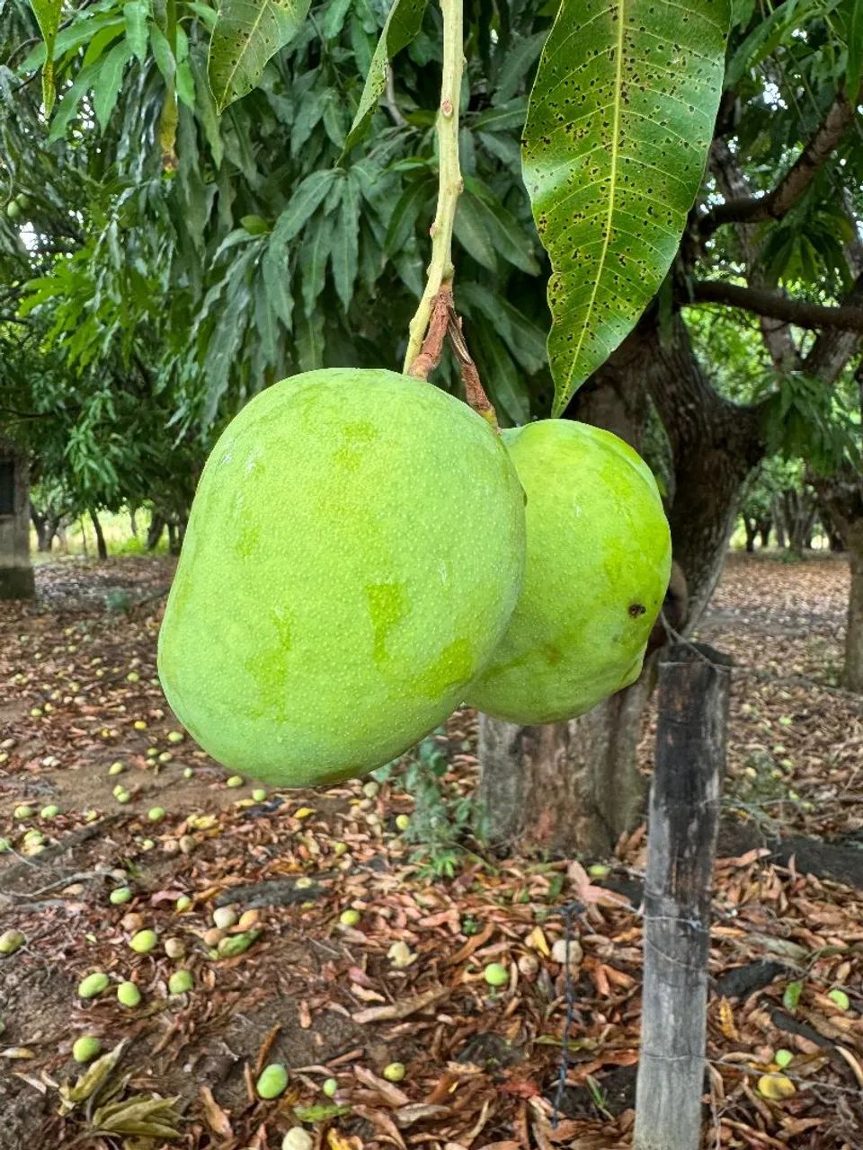Vendo ótima chácara  - Foto 3