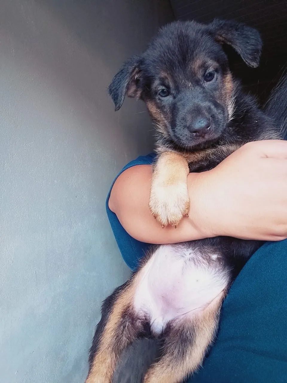 Pastor alemão  - Foto 2