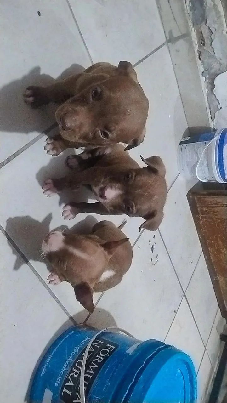 Pitbull  - Foto 2