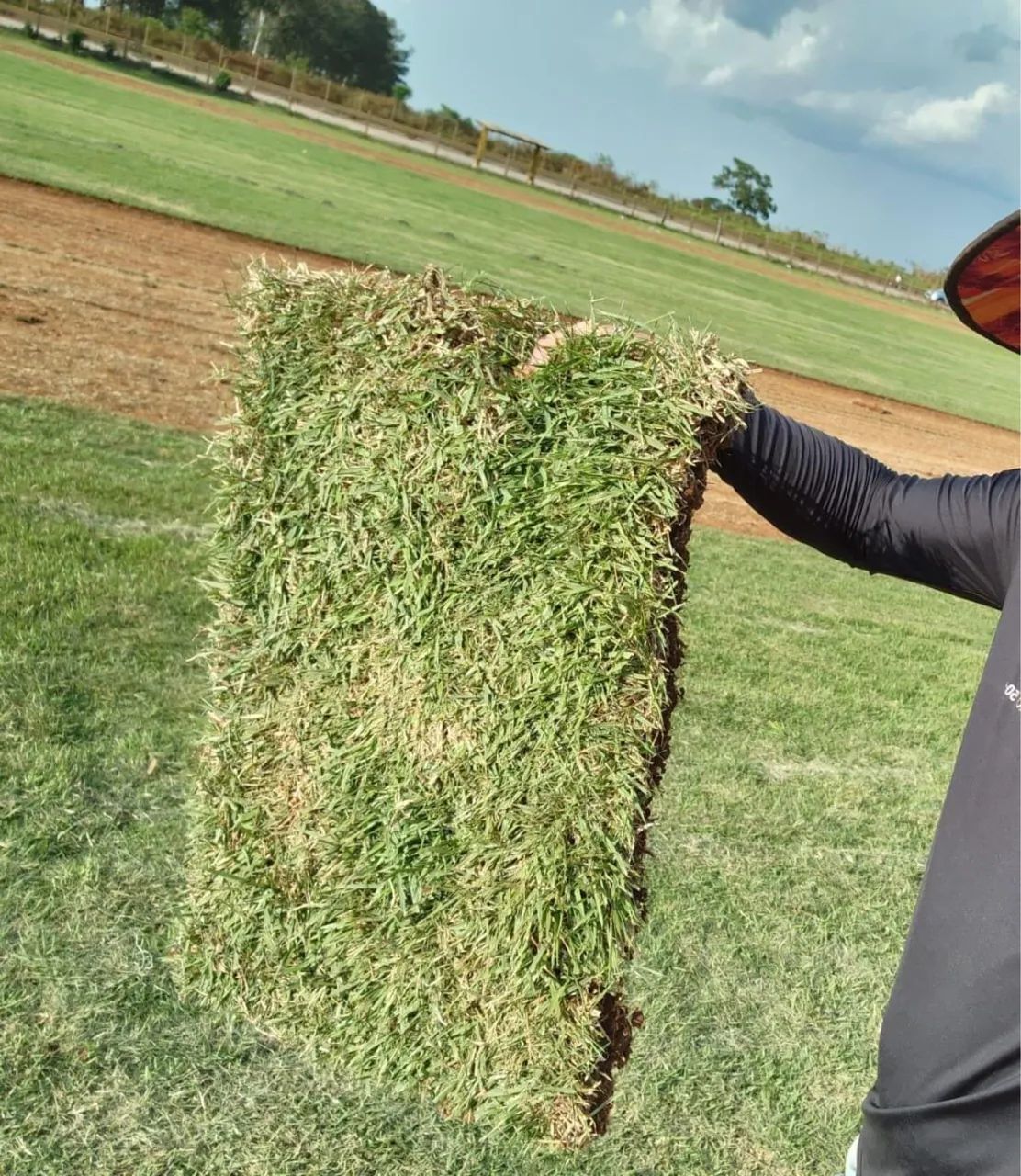 Grama esmeralda  - Foto 3