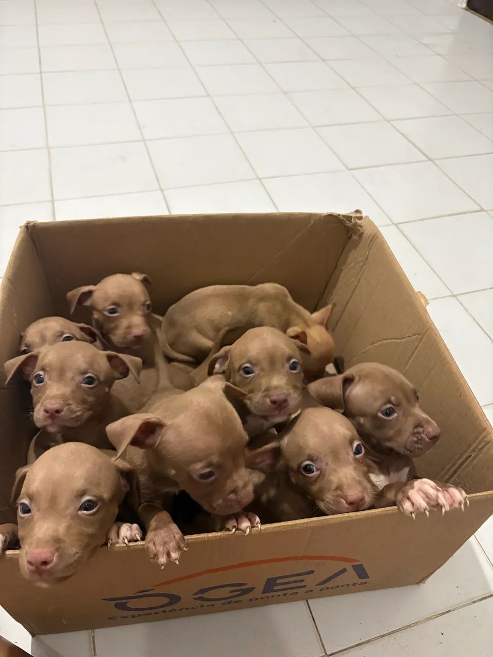 Filhote Pitbull 