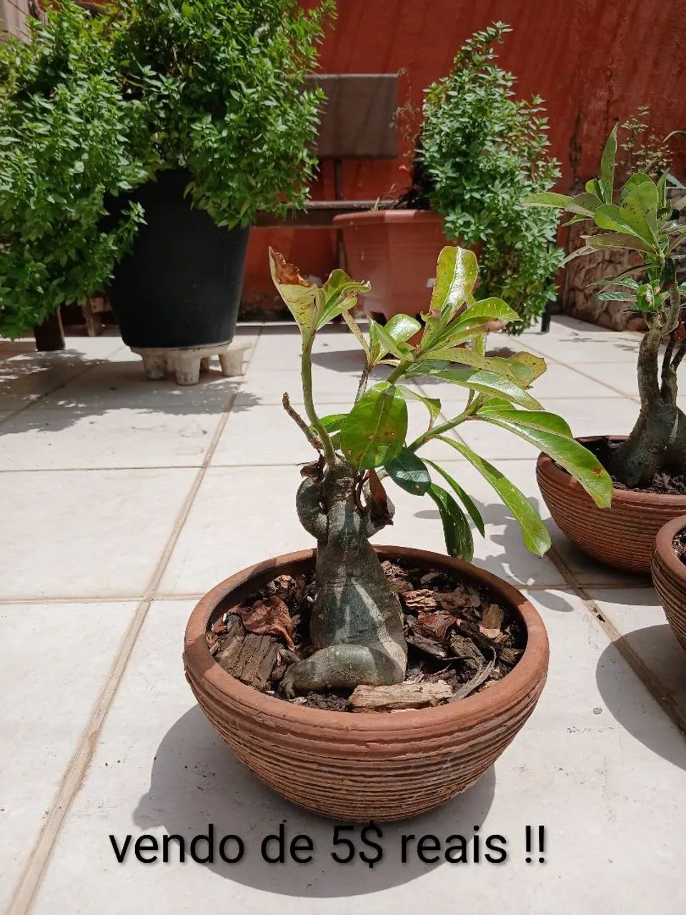 Plantas do deserto  - Foto 4