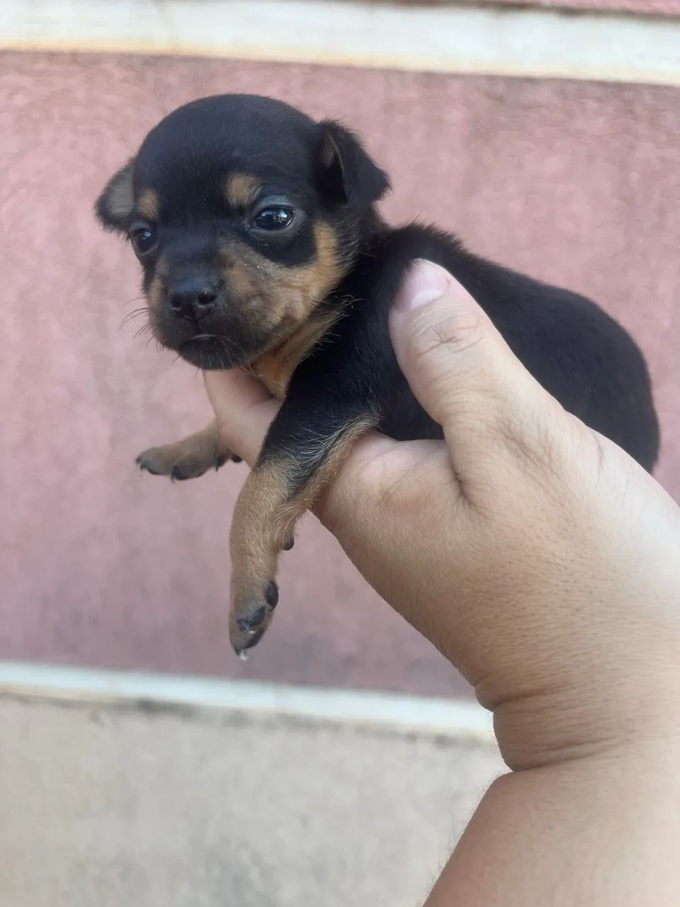 Pinscher Fêmeas e Macho