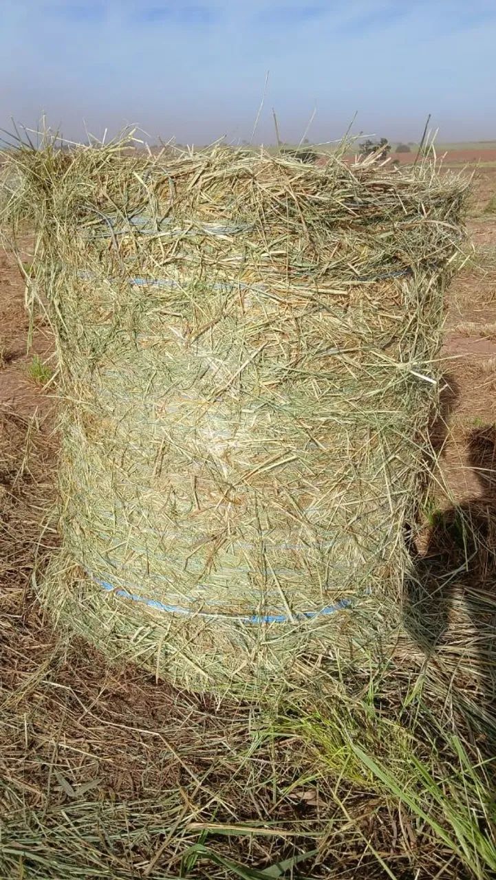Feno rolo Tamani tipoA 85kg - Foto 3