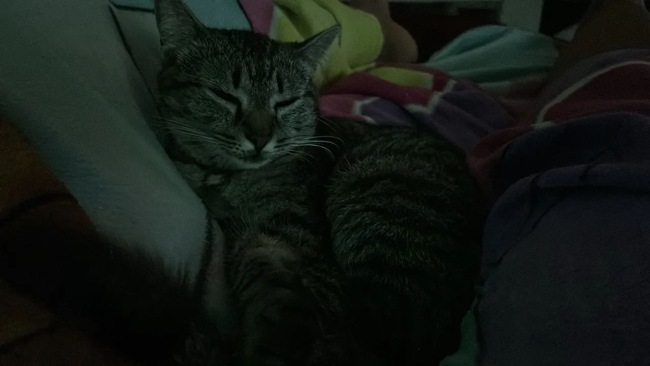 Gatos