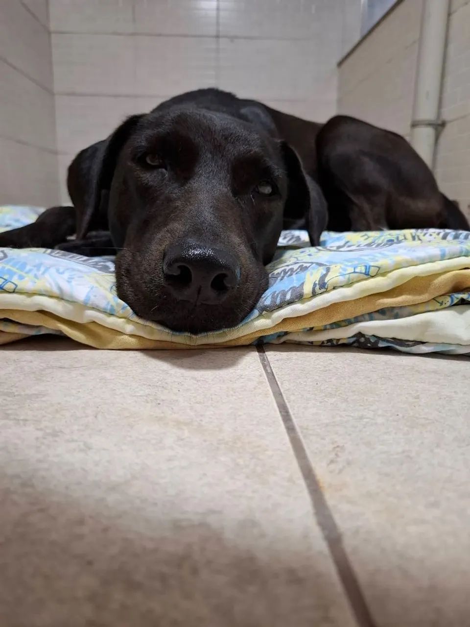 Mestiça de labrador - Foto 2