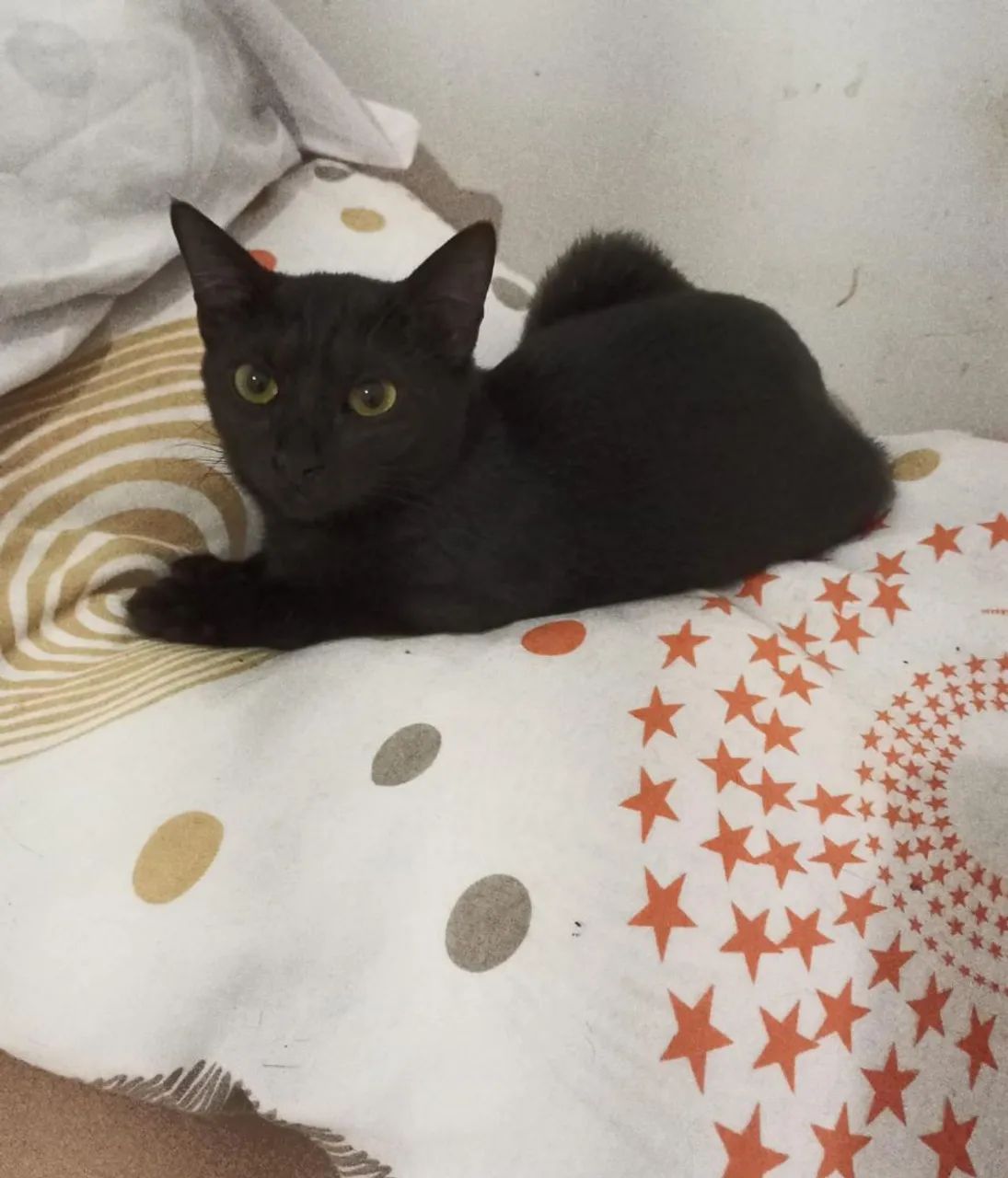 Gatinhos para adoção responsável  - Foto 5