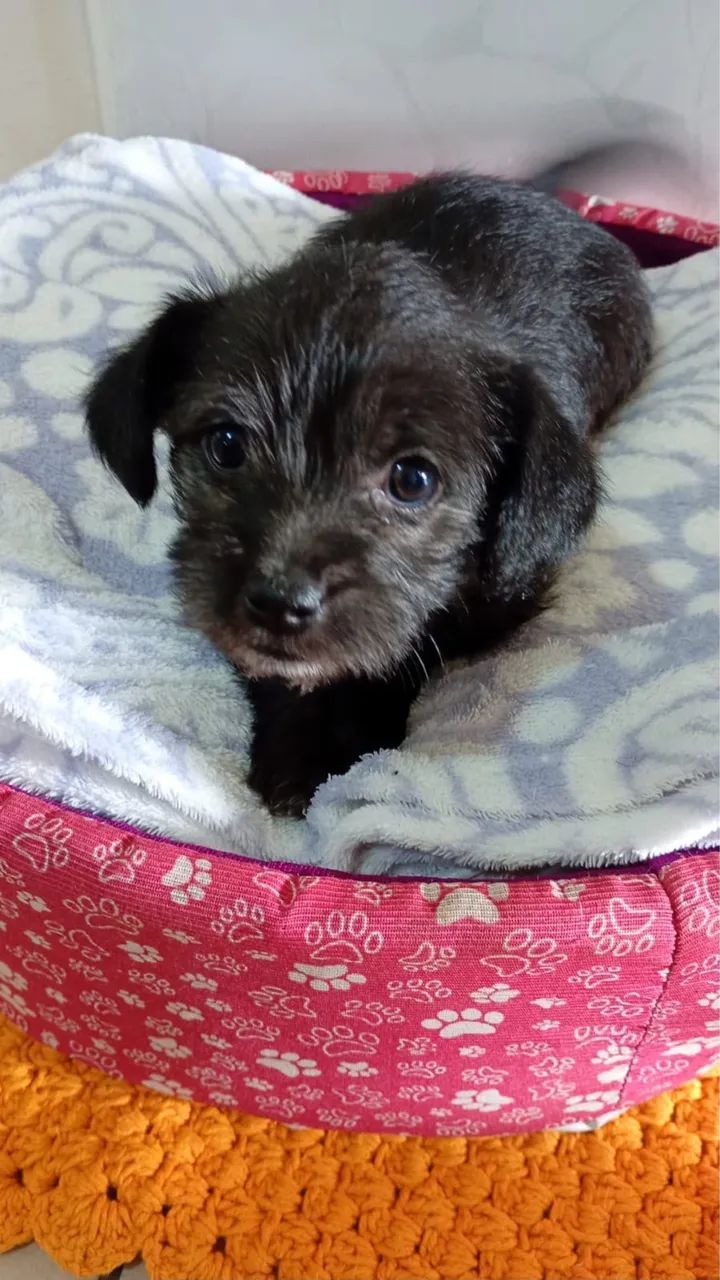 Cachorro Salsicha  - Foto 3