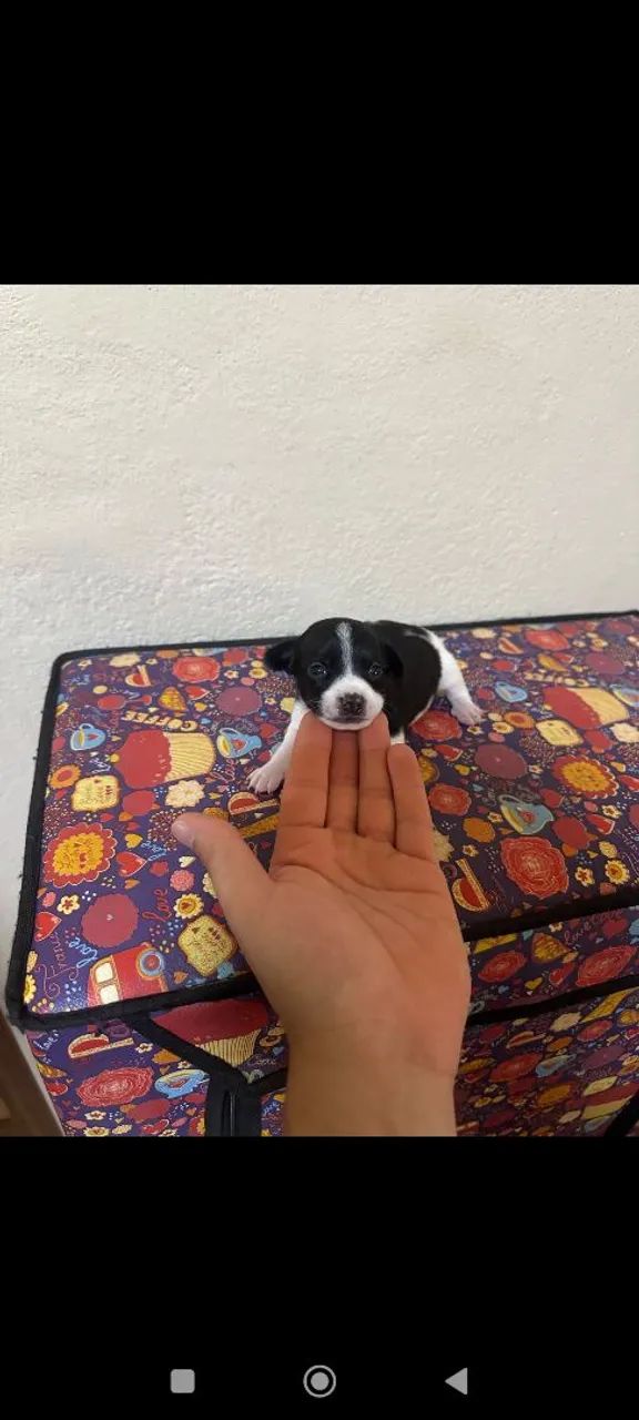 pinscher machinho  - Foto 5