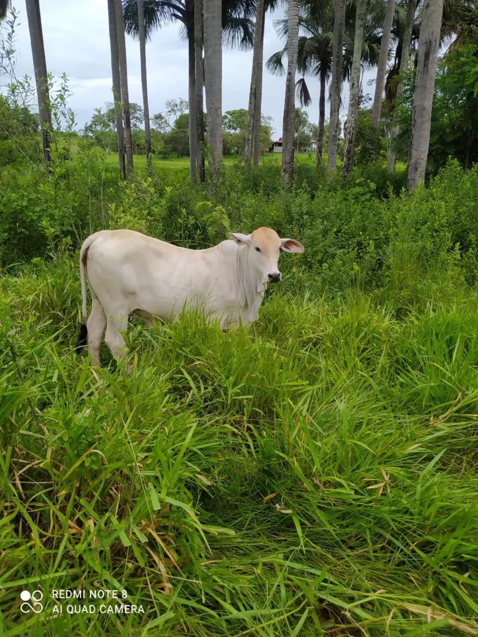 Vende-se Bezerra Tabapuâ