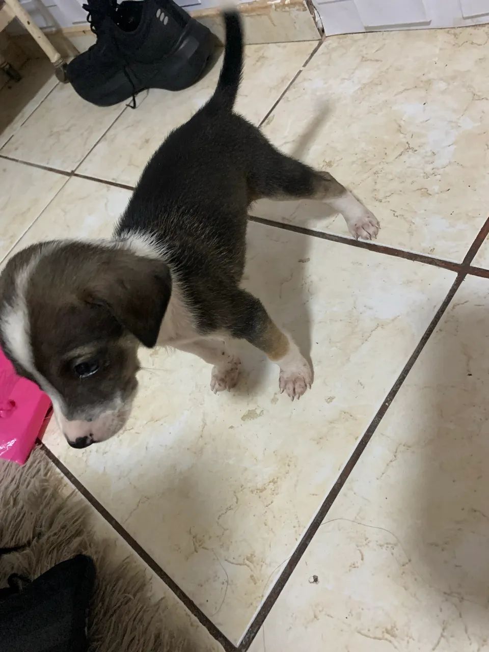 Adoção responsável  - Foto 4