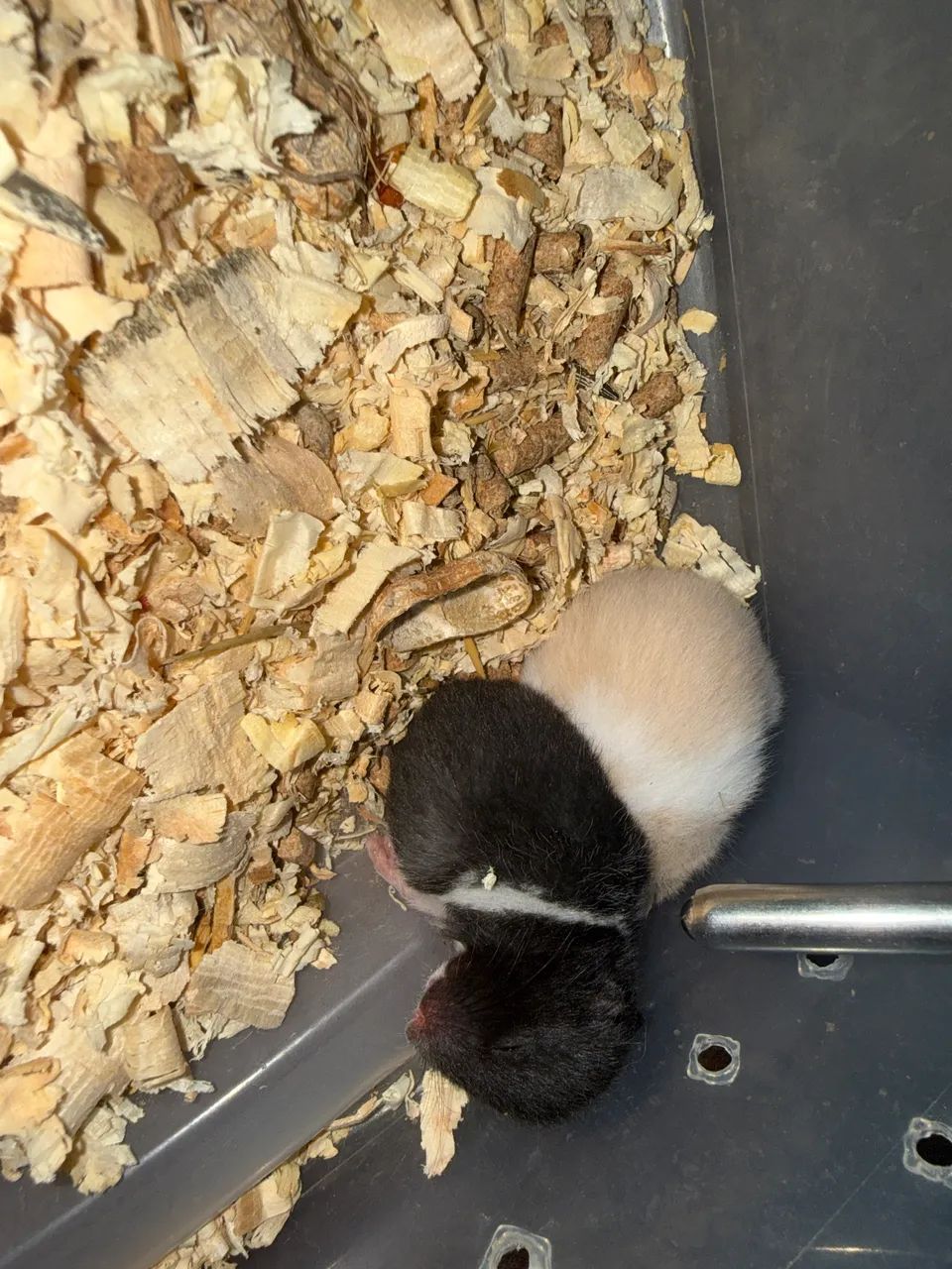 Hamster filhotes 