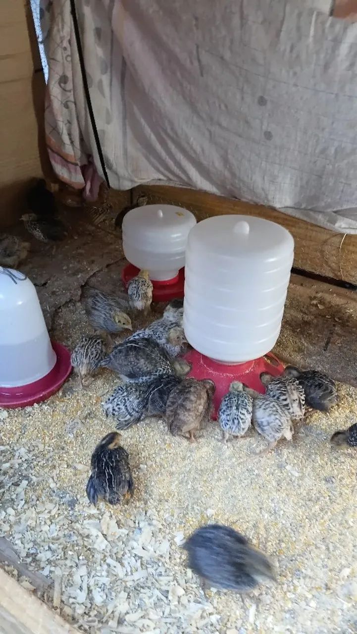CODORNAS DISPONÍVEIS PARA CRIAÇÃO E PRODUÇÃO - Foto 4