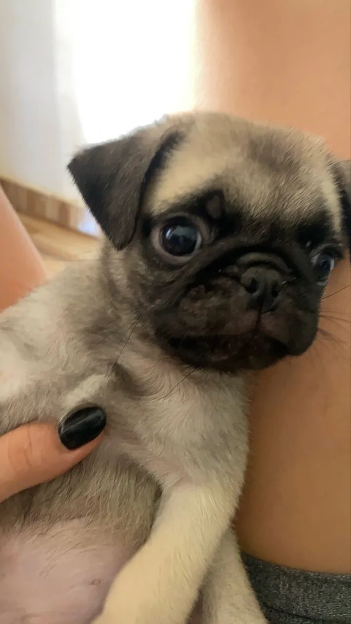 Filhote de pug - Foto 3