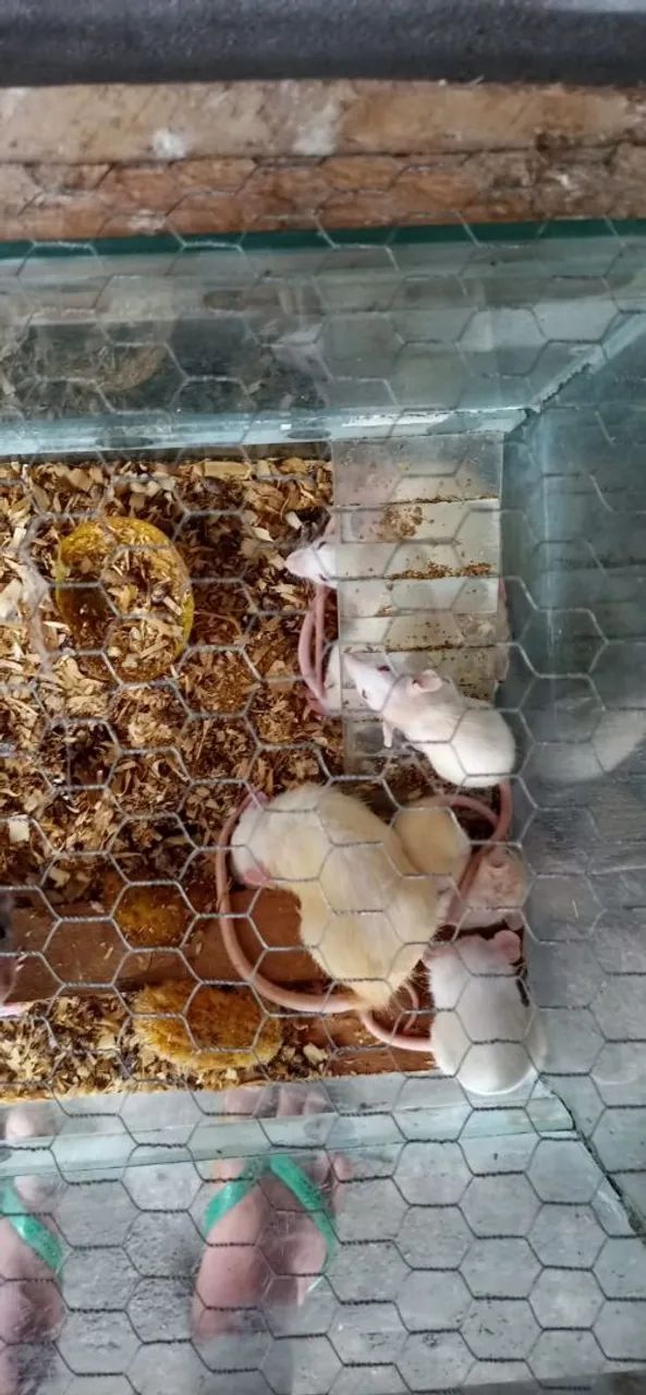 Filhotes de rato twister  - Foto 4