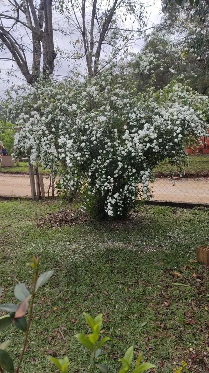 Laranjal