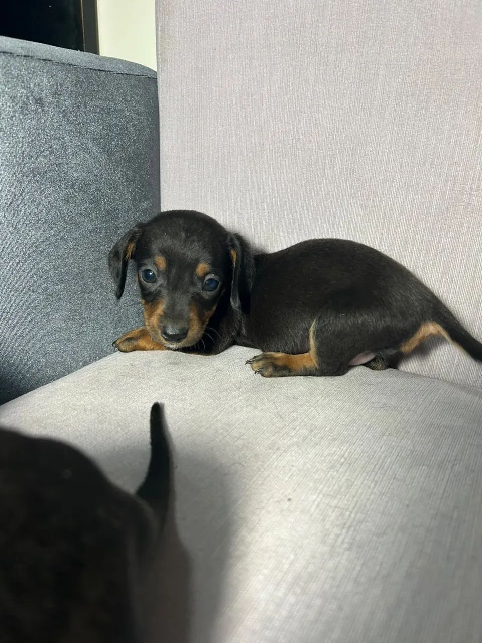 PROMOÇÃO DE FINAL DE SEMANA! Dachshund/salsicha/teckel - Foto 5
