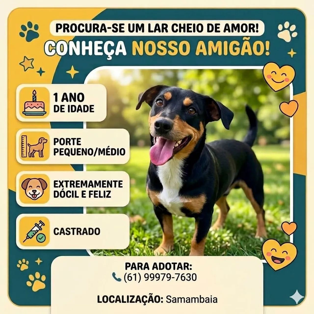 Adoção cachorro macho