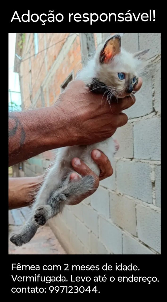 Adoção responsável  - Foto 2