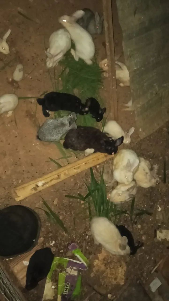 Coelhos  - Foto 3