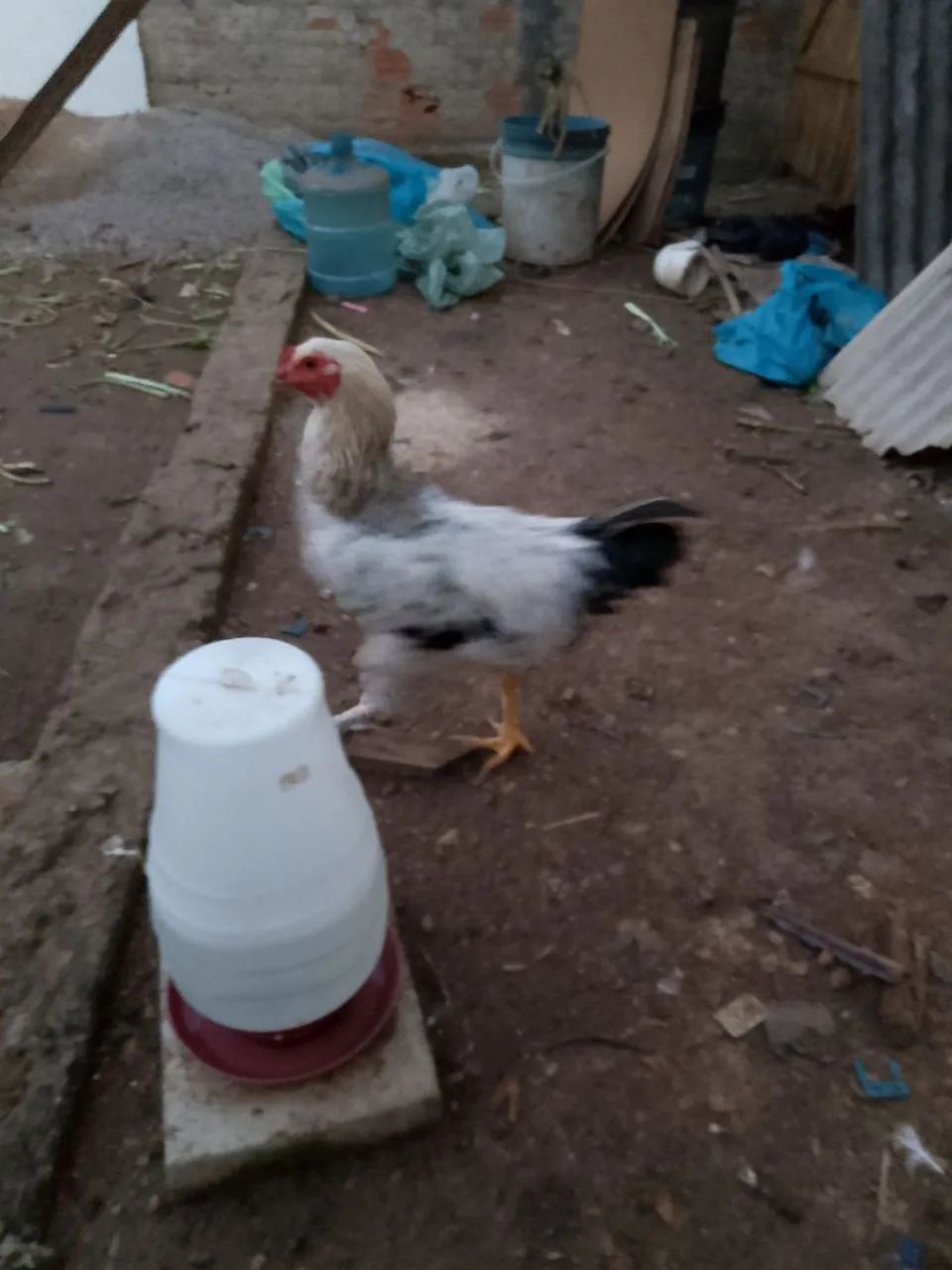 Frangos caipira  - Foto 2