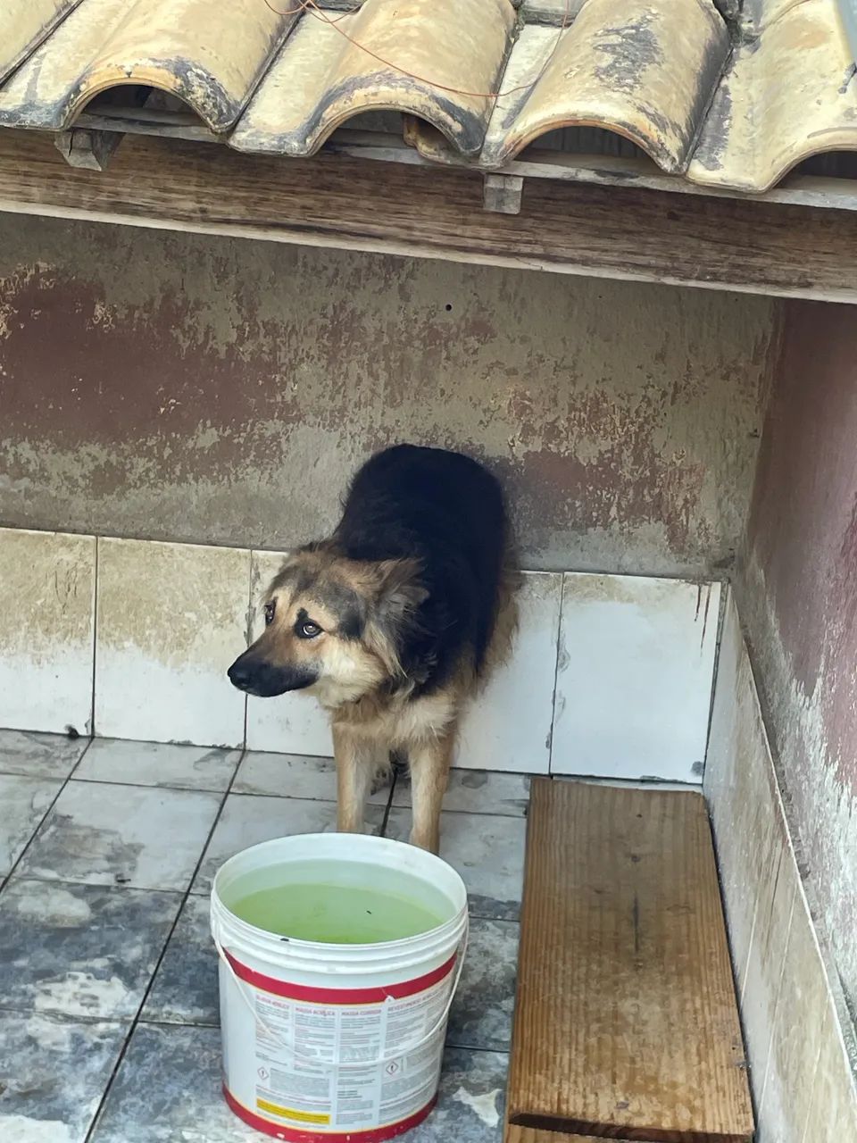 Doa-se cachorra  - Foto 4