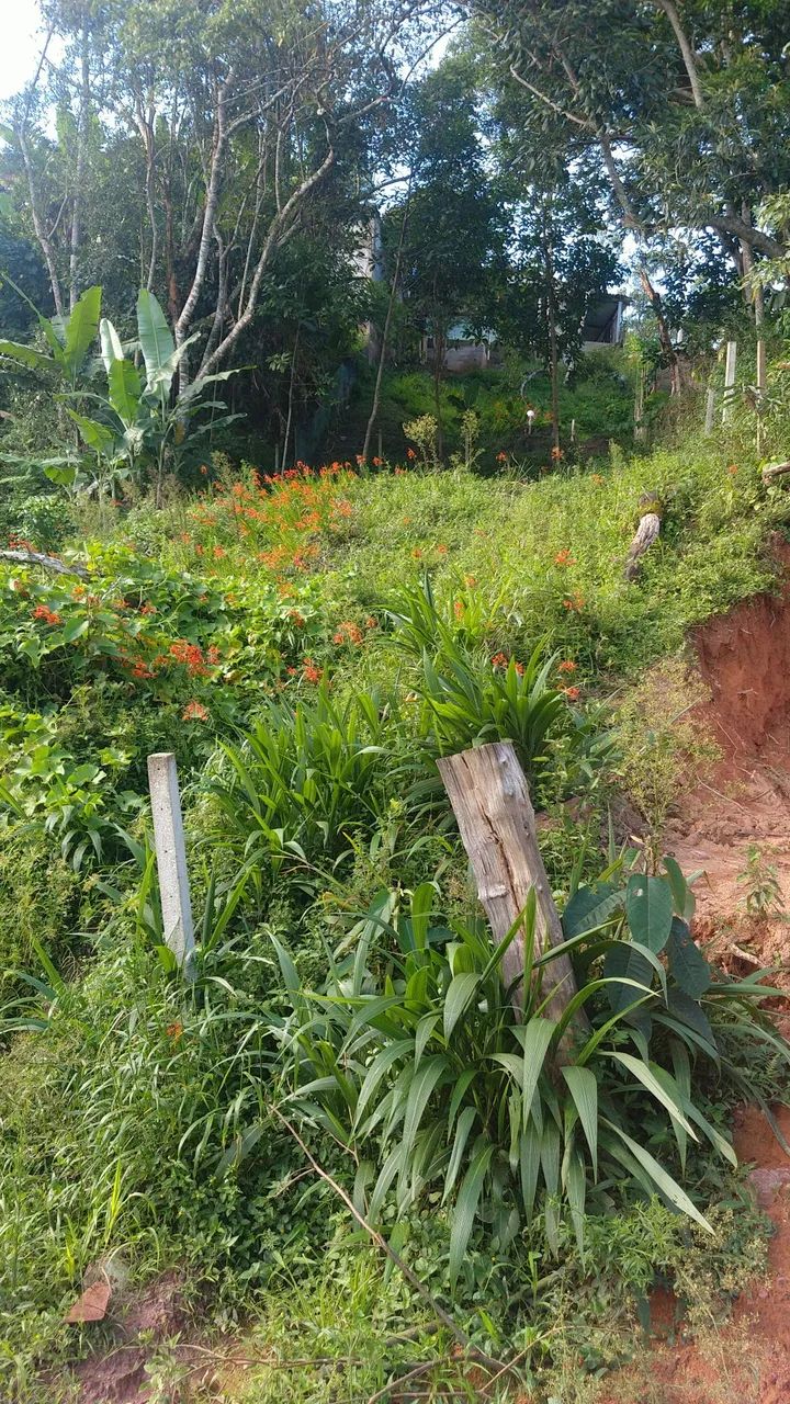 Terreno 