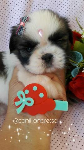Shih tzu