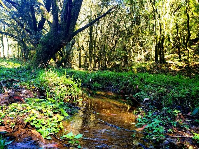 Belo Sítio com 30 hectares as Margens do Rio Canoas, em Rio Rufino - Foto 5
