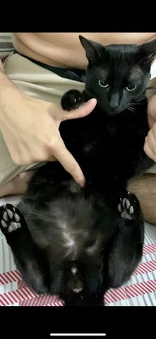 Gato para adoção responsável