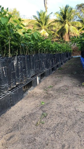 Muda de Limão Tahiti ou taiti exertada No Atacado - Foto 3