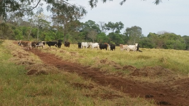50 hectares a 25 Km de Campo Grande - Foto 5