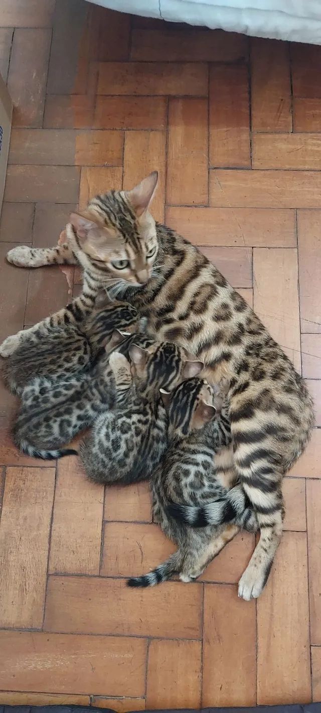 Gato bengal filhotes à venda - Foto 2