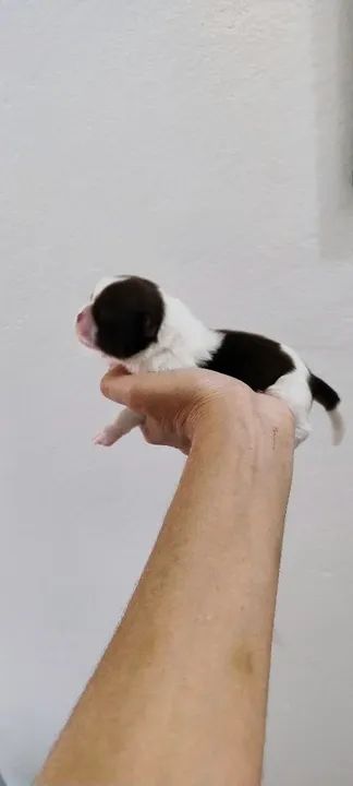 Lindos Shih Tzus para reserva com pedigree  - Foto 2