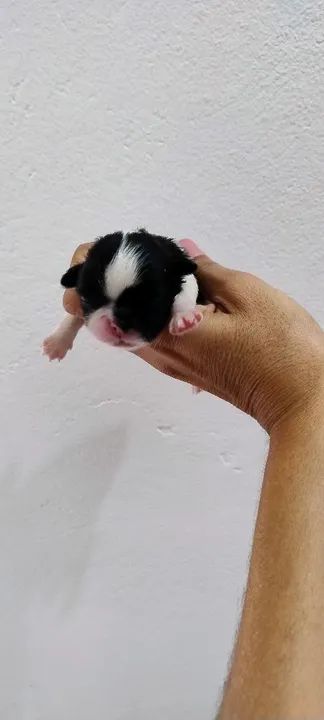 Lindos Shih Tzus para reserva com pedigree  - Foto 4