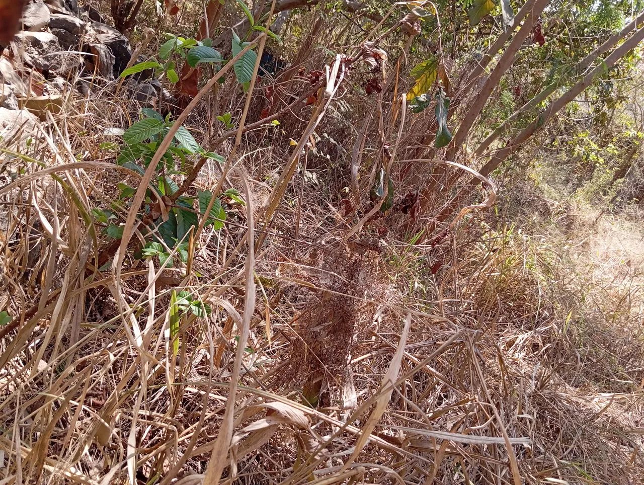 Bairro Jaragua ,Lote 529 Metros Com Poço Artesiano....aceita veiculo ... - Foto 3