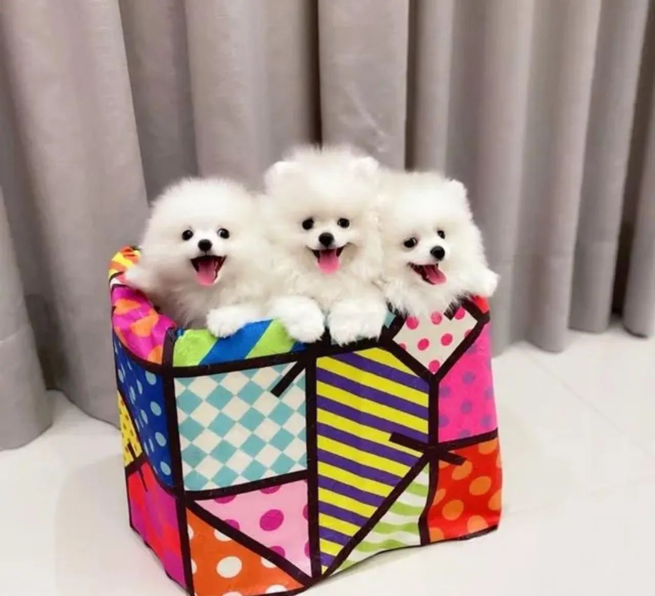 Vendo Filhotes Lulu da Pomerânia/Spitz Alemão  - Foto 5